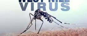 virus